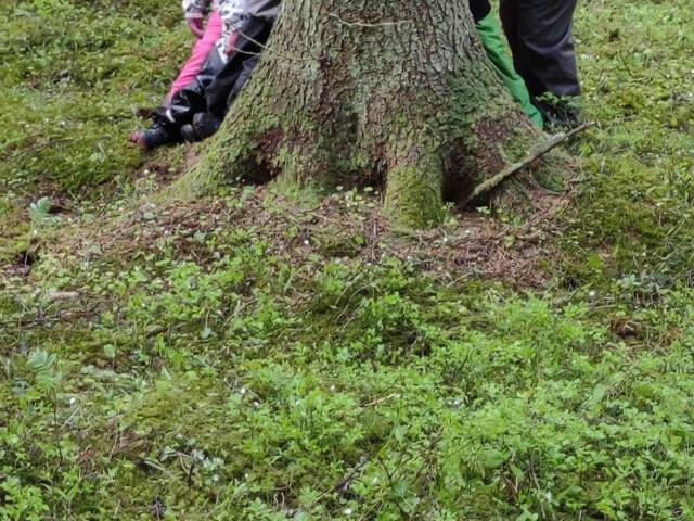 Lapsia piilossa puun takana metsäretkellä